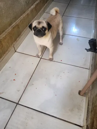 Vendo Pug fêmea no segundo cio