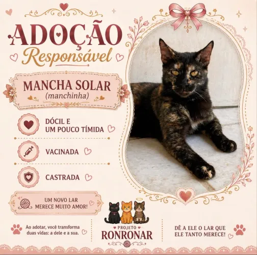Gata fêmea para adoção 