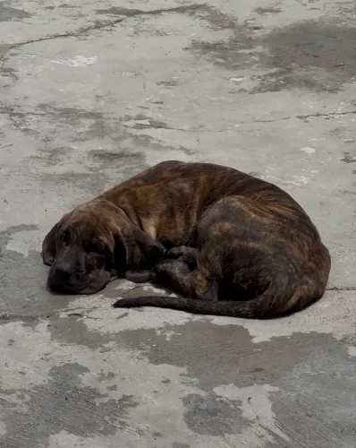 Fila Brasileiro, fêmea, 6 meses - Arya Stark