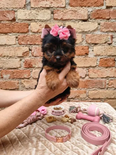 Lindos filhotes disponíveis a pronta entrega