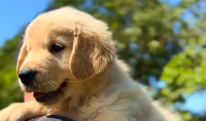 Golden retriever
