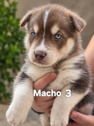 Filhotes de Husky Siberiano