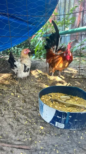 Casal galo e galinha 