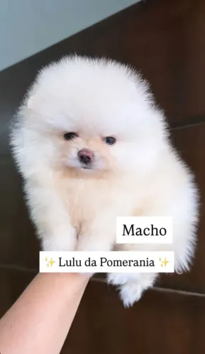 Lulu da Pomerania macho