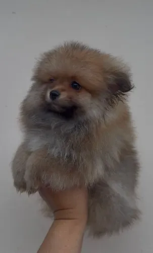 Lulu da Pomerânia Spitz alemão MACHOS