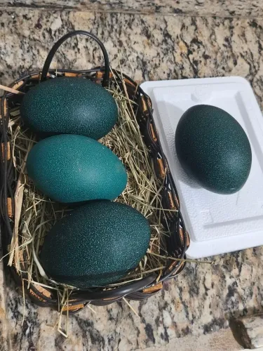 Ovos avestruz Emu 