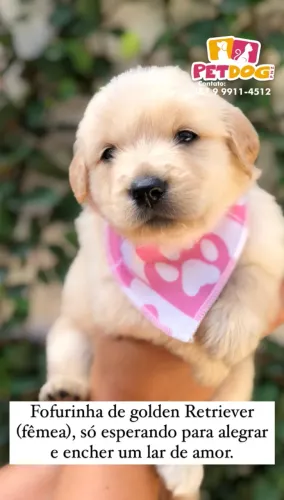 Golden retriever filhote fêmea  $2.500,00