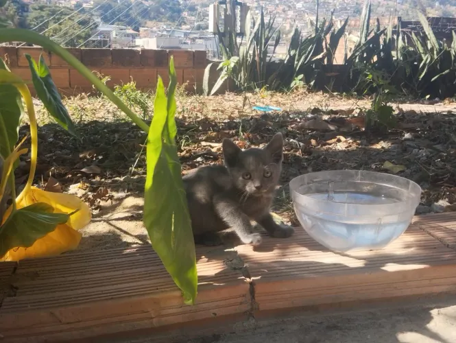 Doação de filhotes de gato