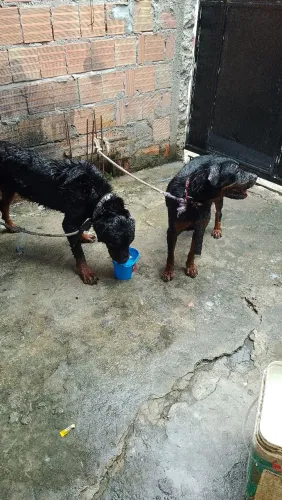 Casal de Rottweiler 