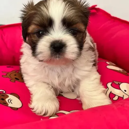 Shih Tzu em São Paulo