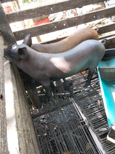 Vendo leitoa