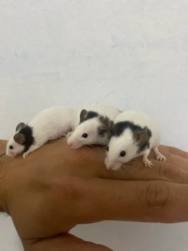 Camundongo/ Topolinos verdadeiros 