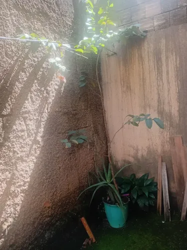 Mudas de pé de goiaba