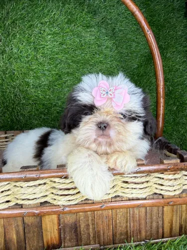 Shih tzu mini 