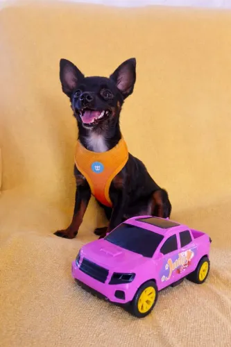 Pinscher fêmea 