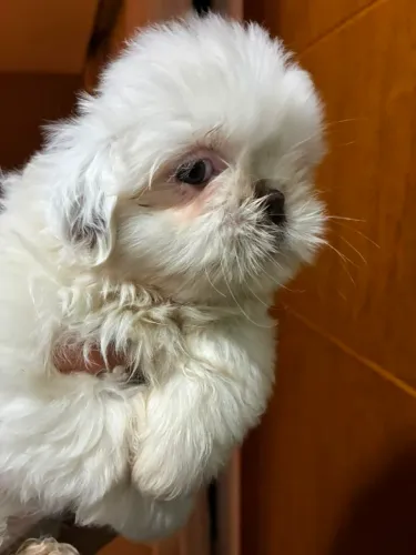 Lindos Shih Tzu disponíveis