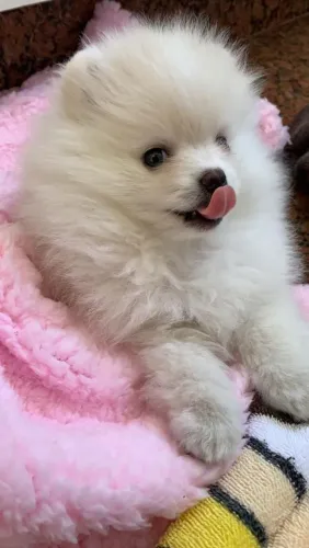 Spitz Alemão