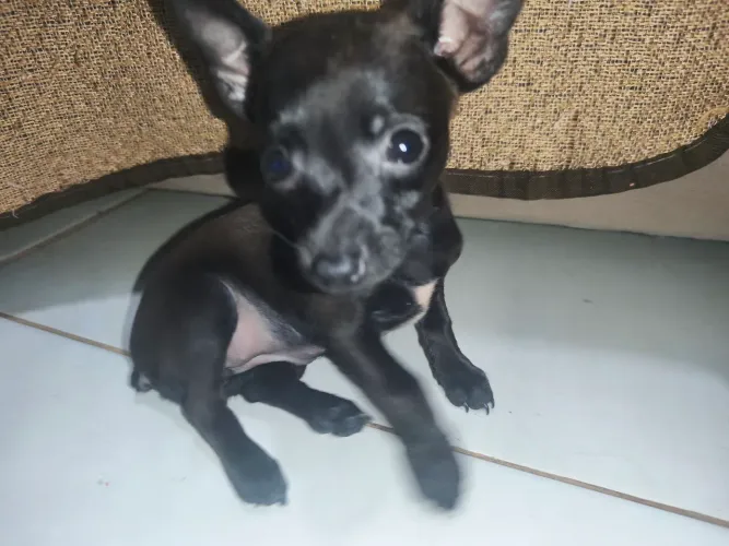 Vende-se filhotes pinscher fêmea número 1/0 bem pequena