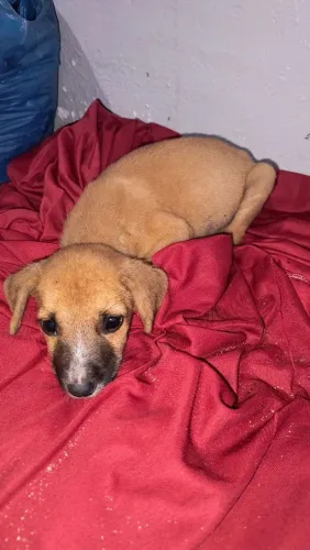 Adote esse cachorrinho 