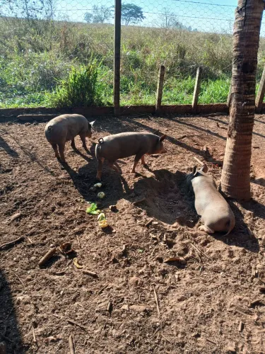 Outros animais 