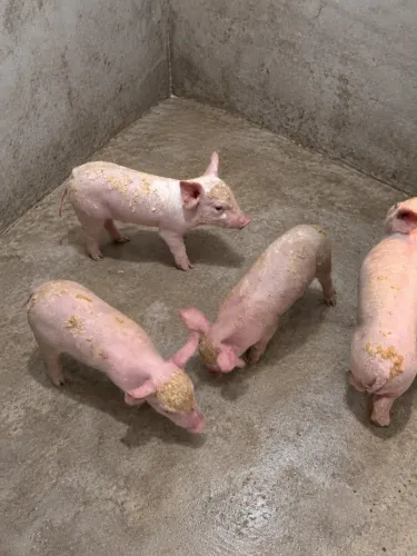 Porco landrace 300