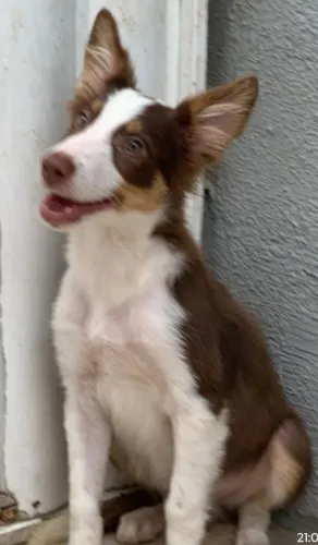 Cachorro 