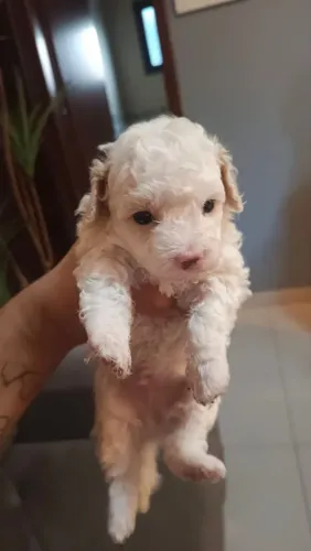 Poodle toy