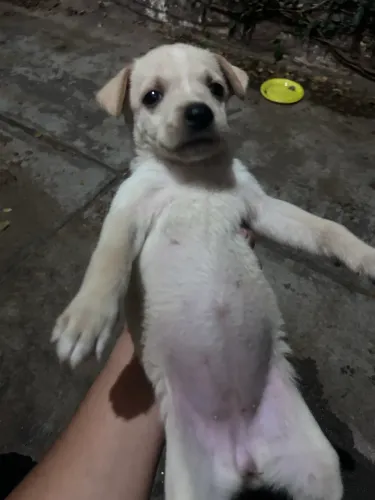 Cachorra fêmea, 45 dias, ANDA TORTO