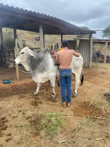 Animal