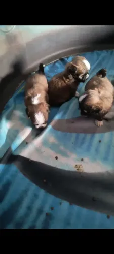 Lhasa Apso macho