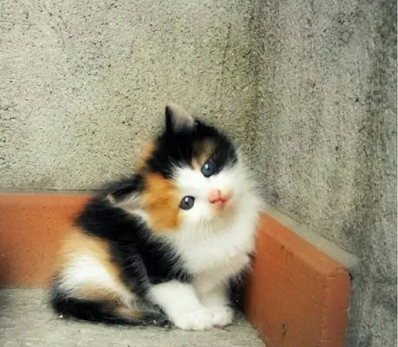 Gato