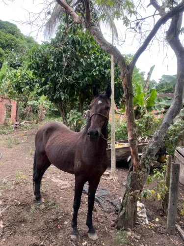 Cavalo Mangalarga pra negócio