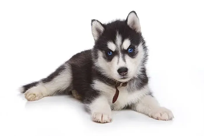 Husky Siberiano Filhote Uma Companhia Que Vai Chamar Atenção
