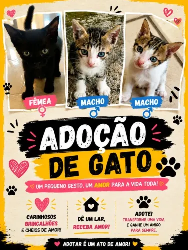 Adoção de gatos