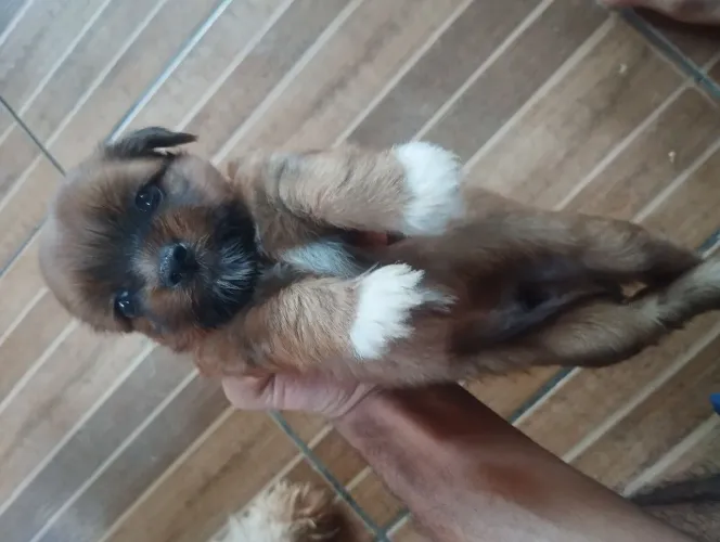 Vendo cachorrinhos filhotes raça Lhasa Apso