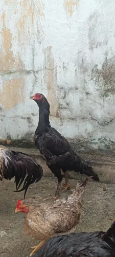 Galinha de raça