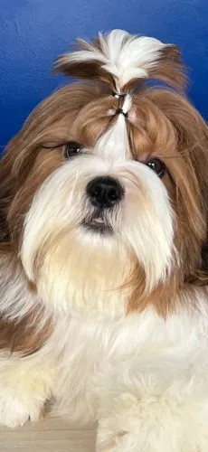 PROCURO NAMORADA PARA MEU SHIH TZU