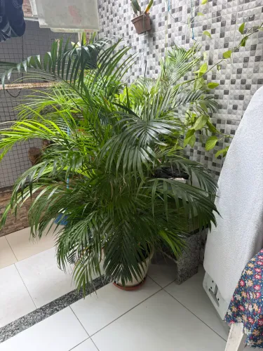 Palmeira com vaso