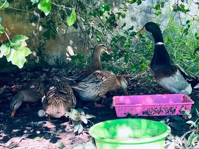 Lindos marrecos 