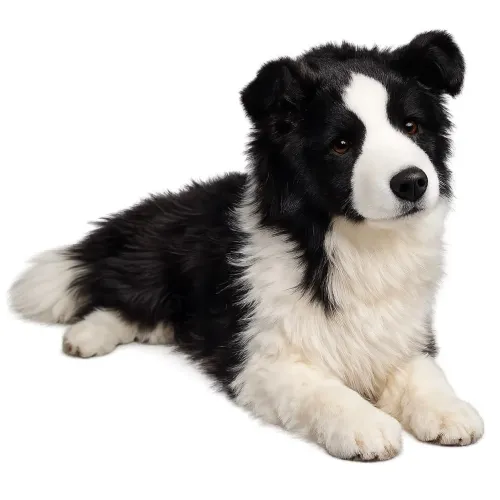 Filhotes Que Vão Apaixonar Você Boder collie macho
