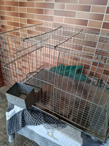 Gaiola para coelho