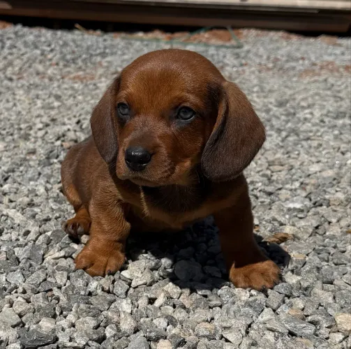 Filhotes de Dachshund (salsicha)