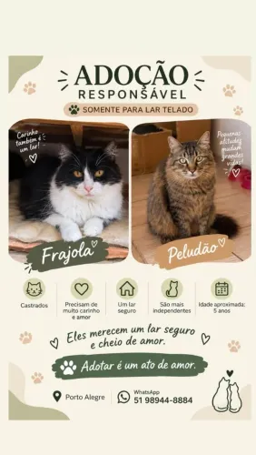 Gatinhos para adoção responsável
