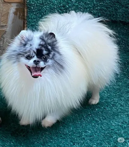 Lulu macho blue merle para cruza