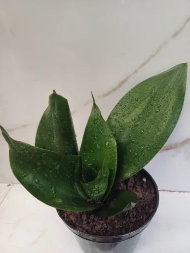 Espada de São Jorge jade