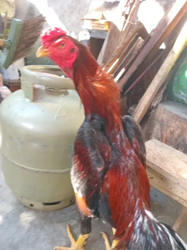 Vende - Se Galo Carioca?