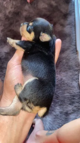 Pinscher n1