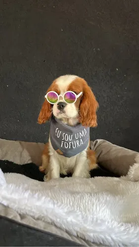 Cavalier king macho e fêmea na promoção 