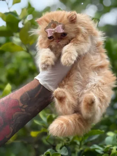 Gato Persa laranja a pronta entrega 