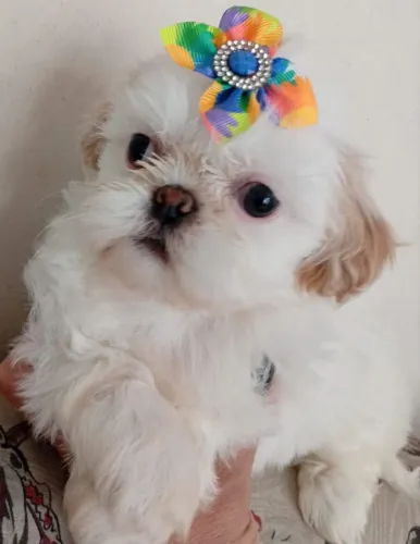 Filhote de Shihtzu Fêmea 